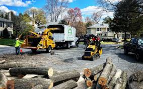 Tree Removal Services