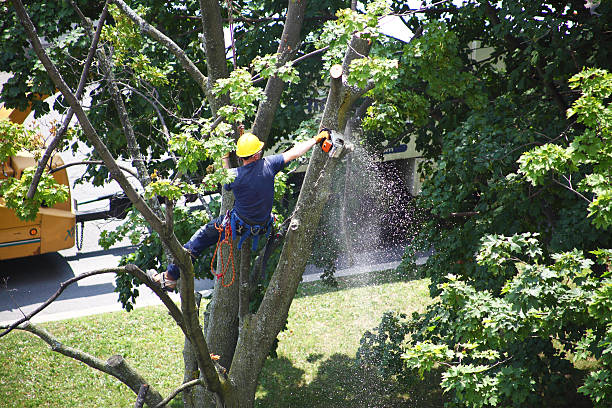 How Our Tree Care Process Works  in  Salmon, ID